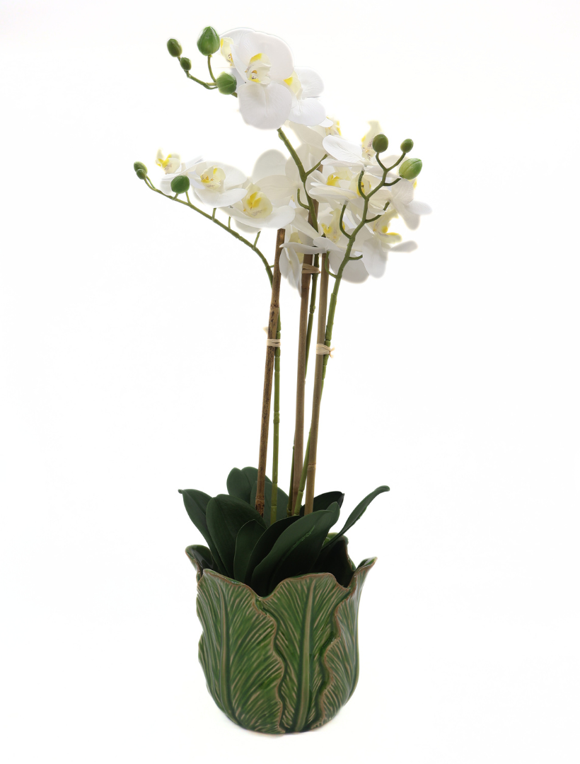 Orchid Phalaenopsis (61cm) White