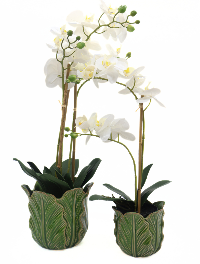 Orchid Phalaenopsis (61cm) White