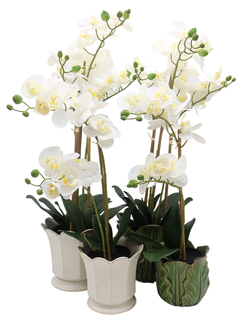 Orchid Phalaenopsis (61cm) White