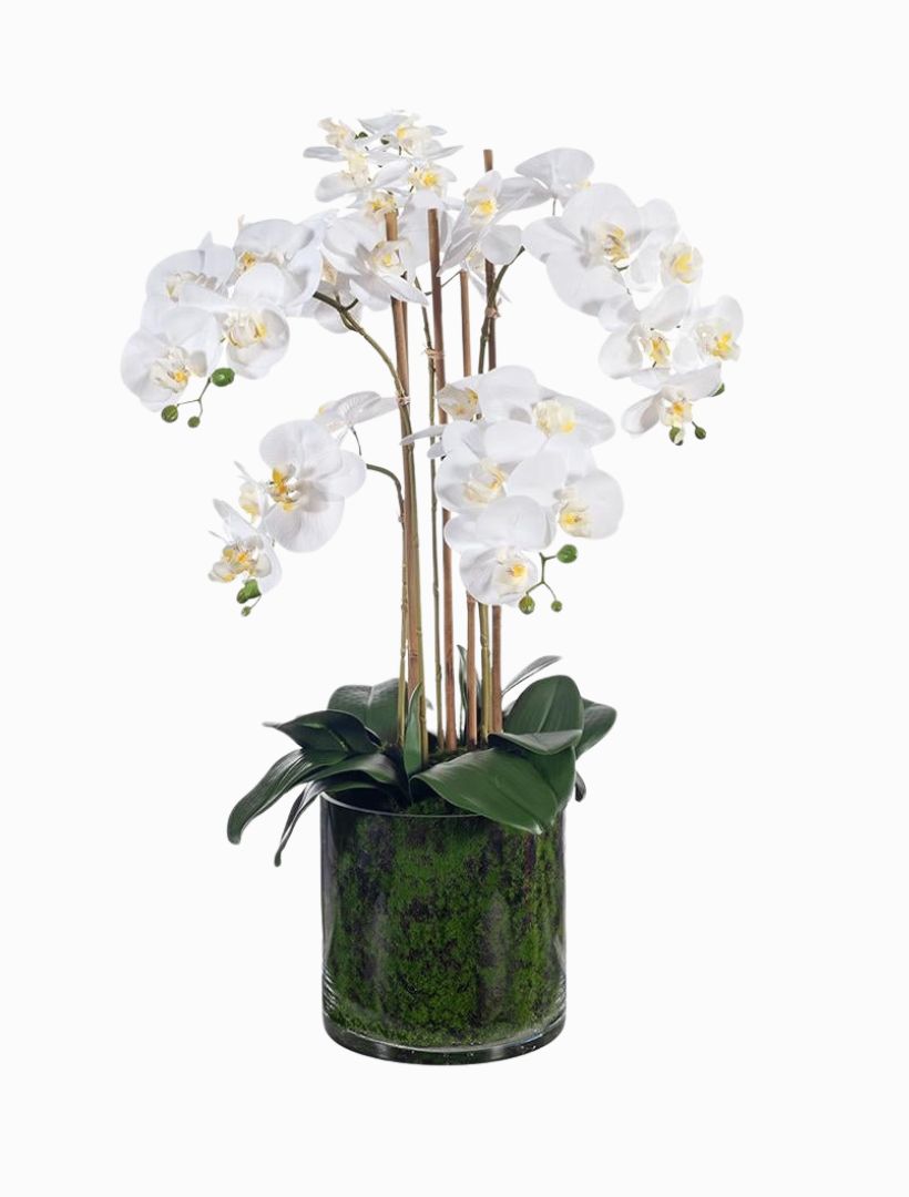 Orchid Phalaenopsis In Vase 70cm White