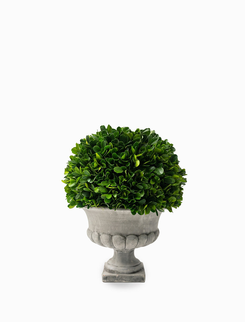 Boxwood Ball in Pot