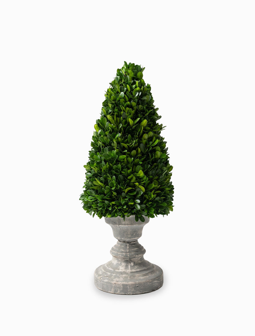 Boxwood Cone Tree in Pot