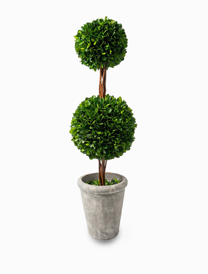 Boxwood Double Topiary
