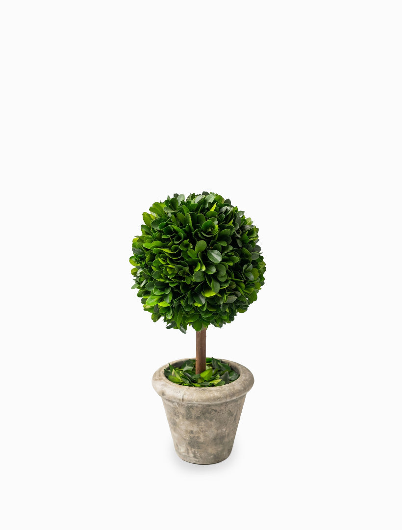 Boxwood Topiary Small