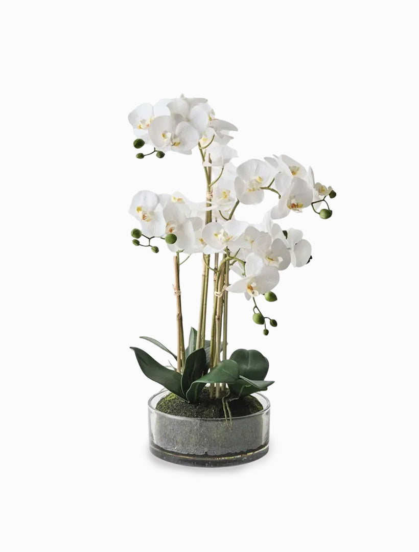 Orchid Phalaenopsis in Bowl 61cmh White