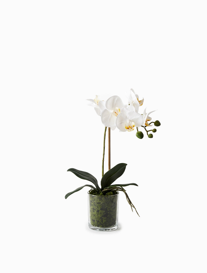Orchid Phalaenopsis in Vase 35cmh White