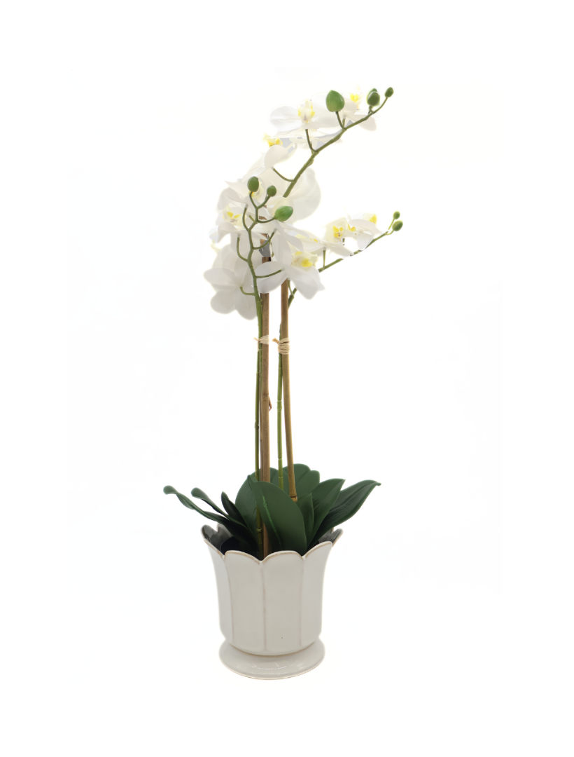 Orchid Phalaenopsis (61cm) White