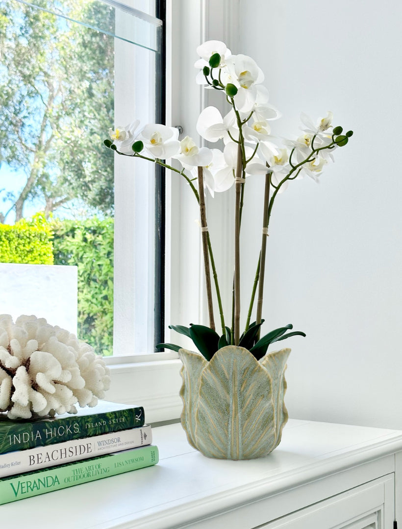 White orchid in green cabbage ceramic pot