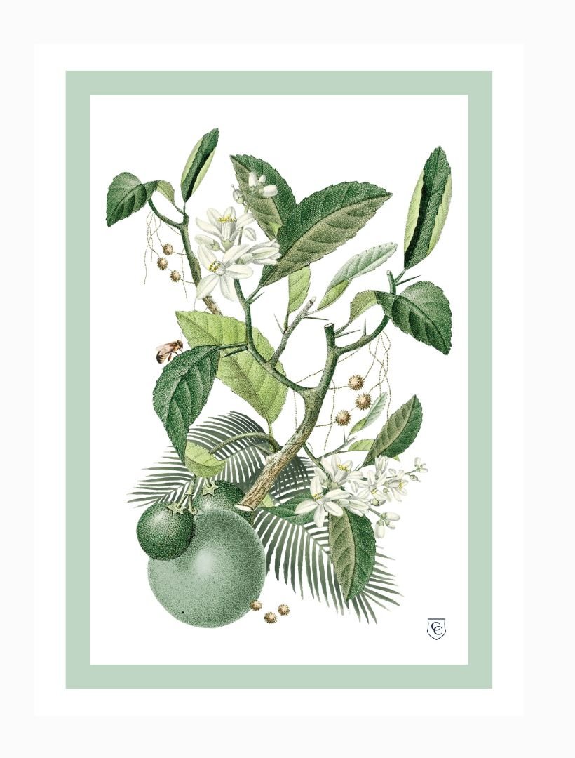 CC Botanical Tea Towel Limes - Zjoosh