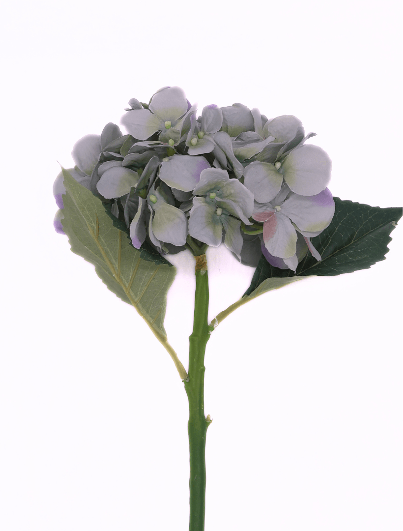 Hydrangea Stem 50cm Blue Green - Zjoosh