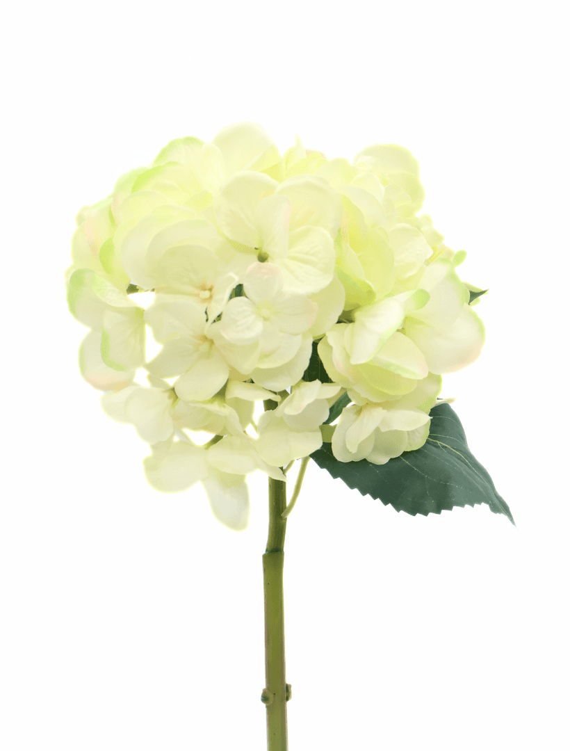 Hydrangea Stem 52cm Cream - Zjoosh