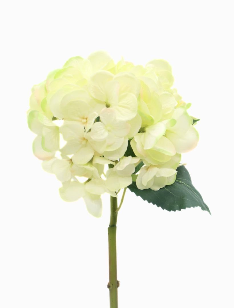 Hydrangea Stem 52cm Cream - Zjoosh