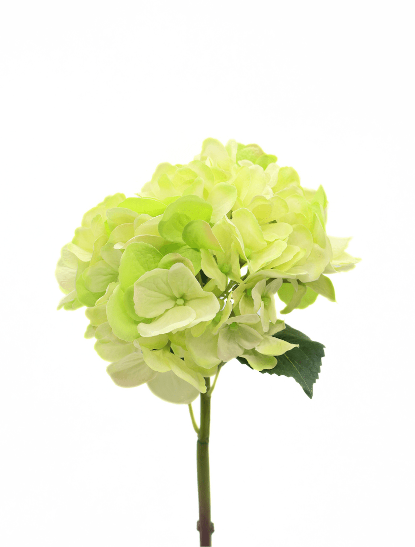 Hydrangea Stem 52cm Light Green - Zjoosh