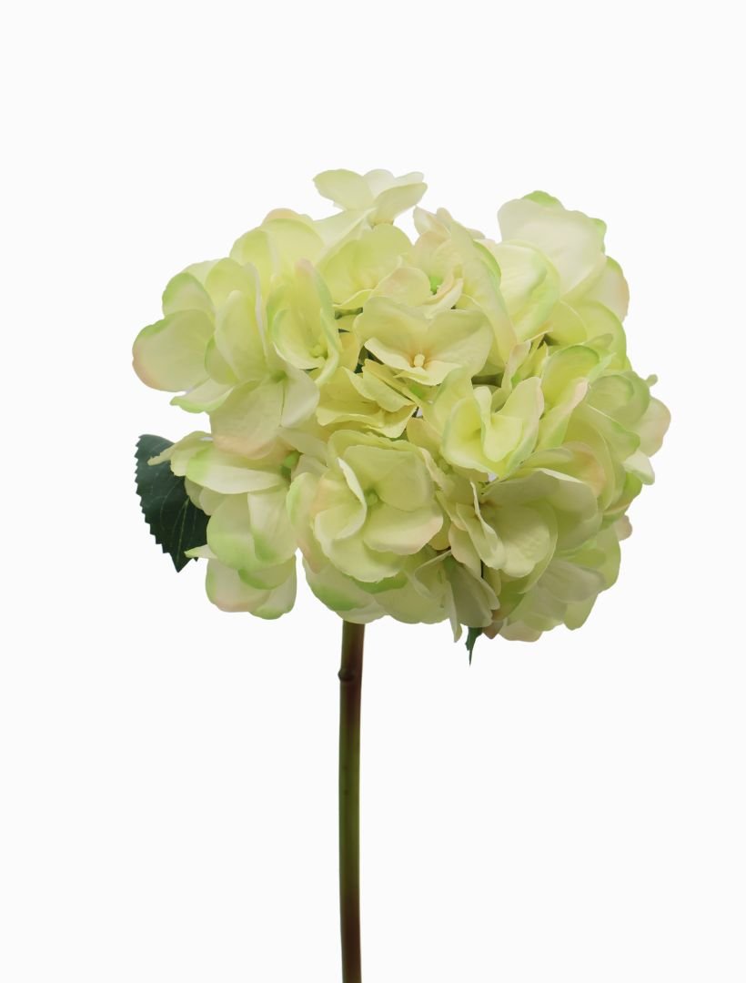 Hydrangea Stem 52cm Light Green - Zjoosh