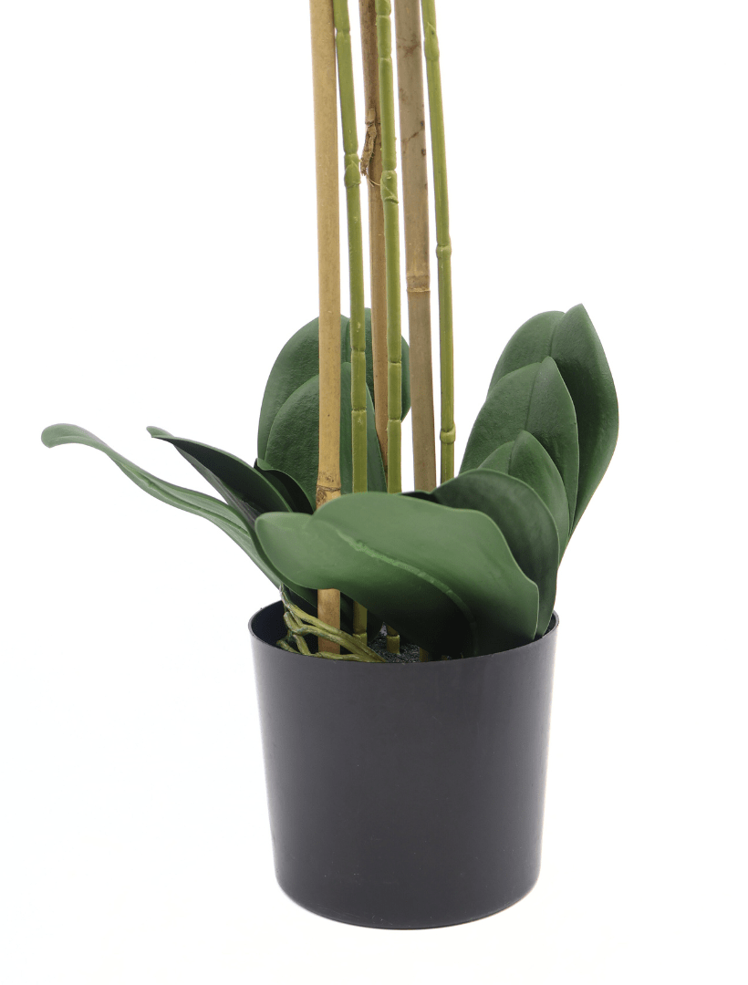 Orchid Phalaenopsis (61cm) White - Zjoosh