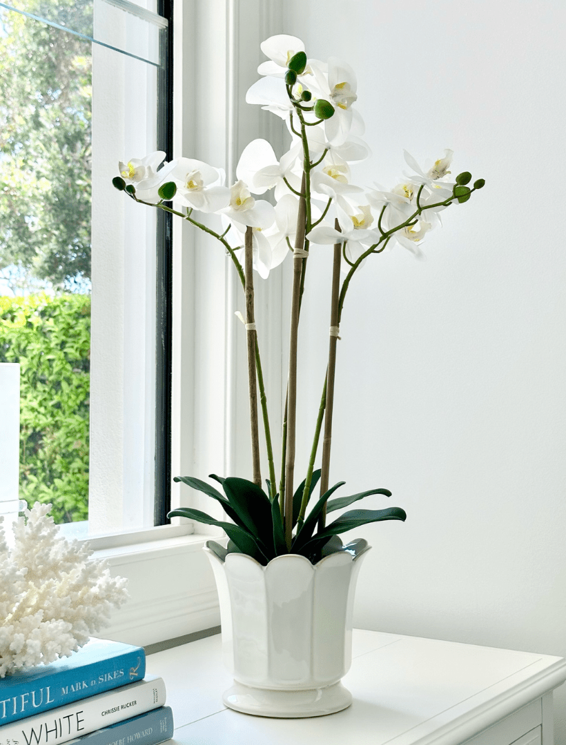 Orchid Phalaenopsis (61cm) White - Zjoosh