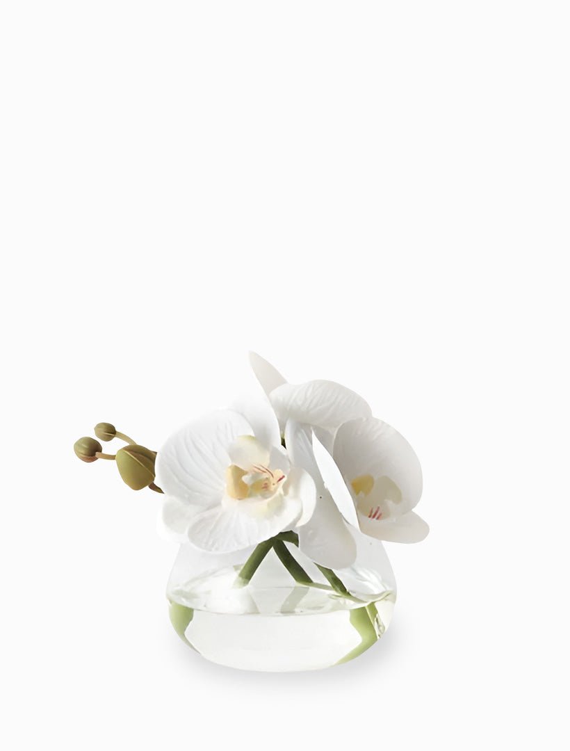 Orchid Phalaenopsis in Vase 11cmh White - Zjoosh