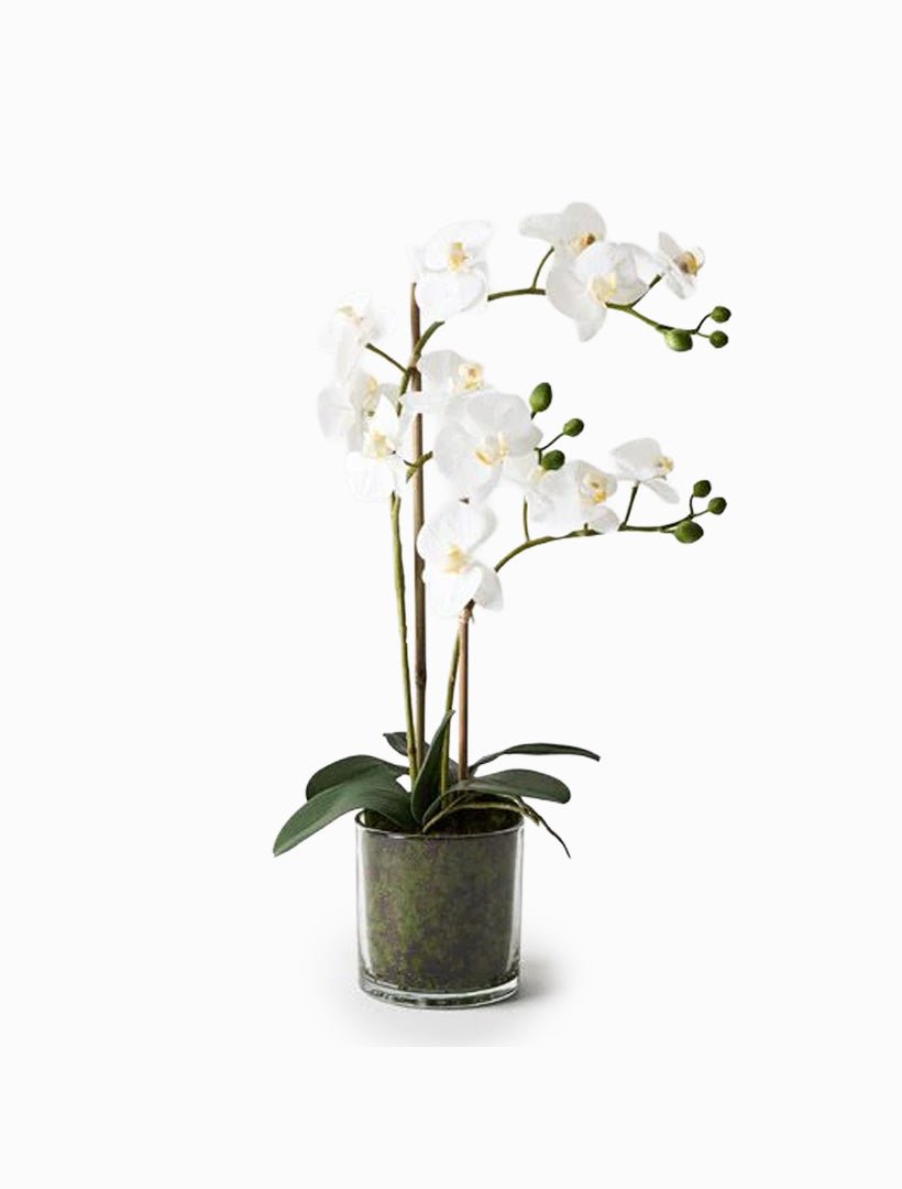 Orchid Phalaenopsis in Vase 55cmh White - Zjoosh