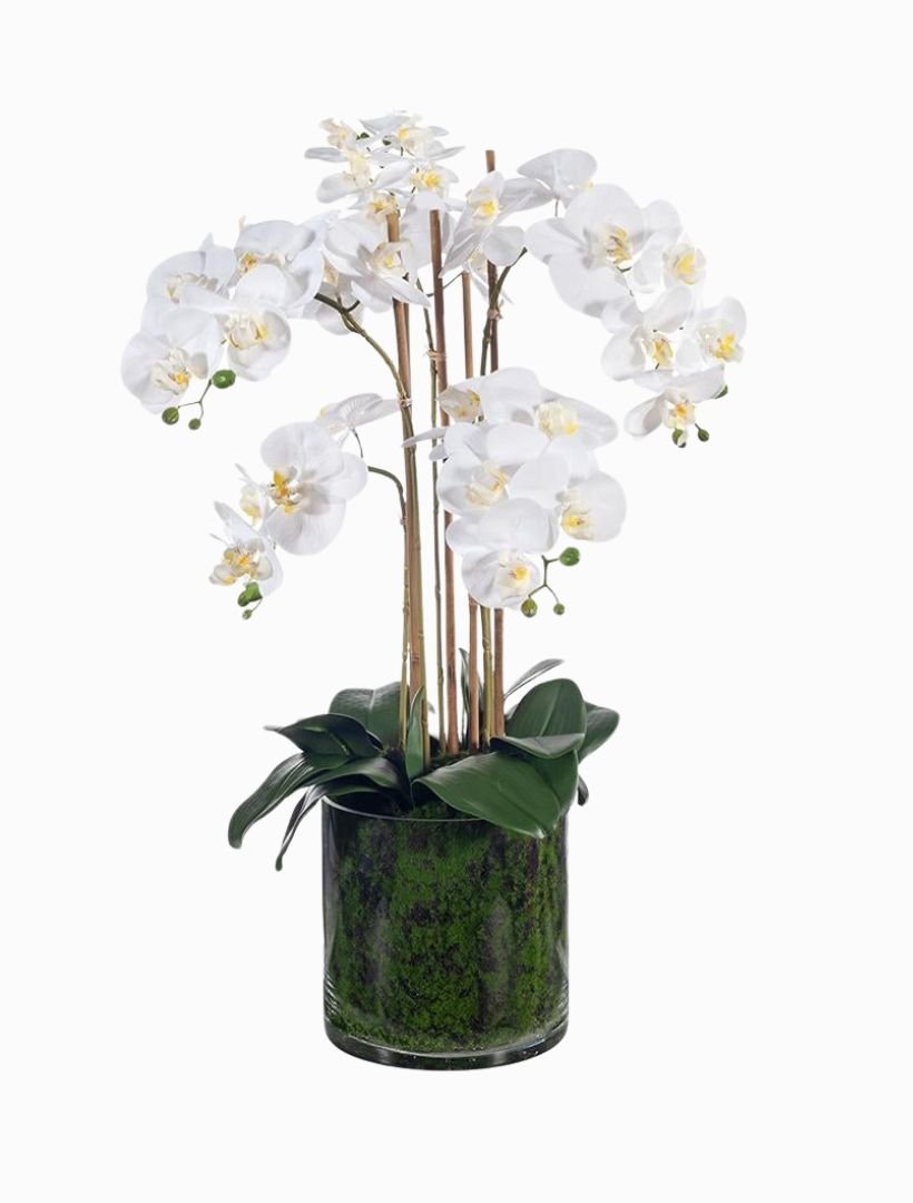 Orchid Phalaenopsis In Vase 70cm White - Zjoosh