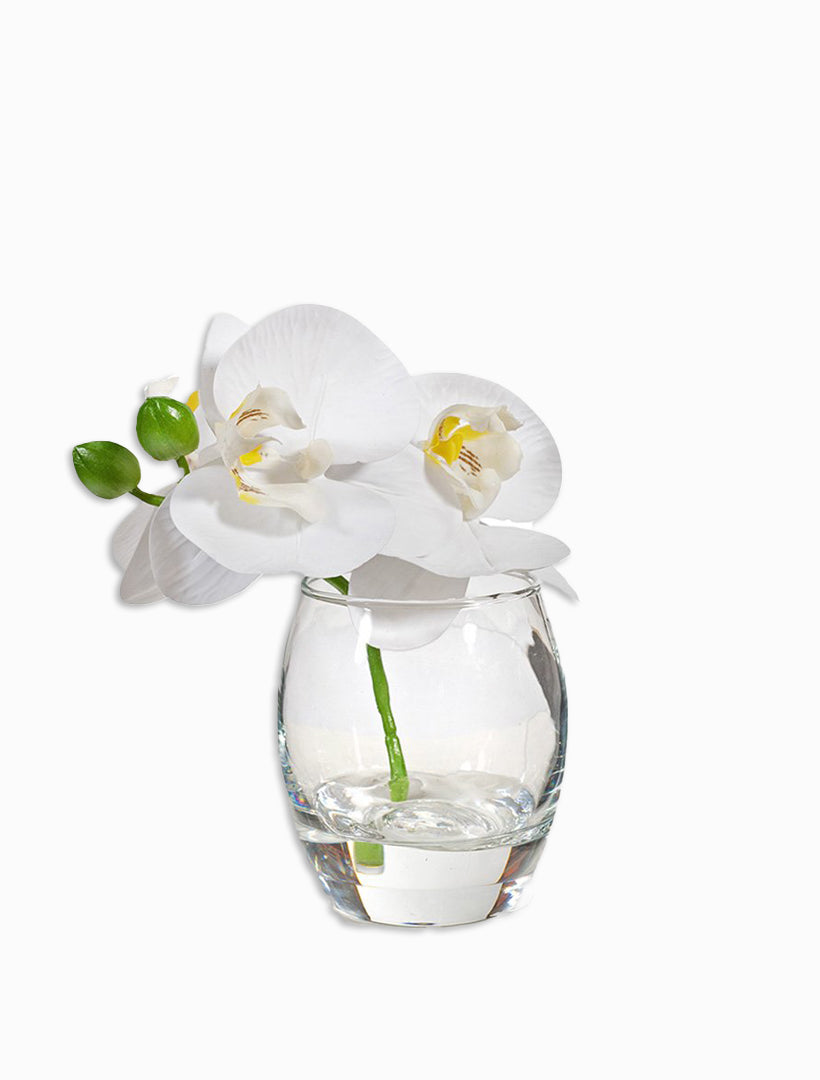 Orchid Phalaenopsis in Vase 11cmh White