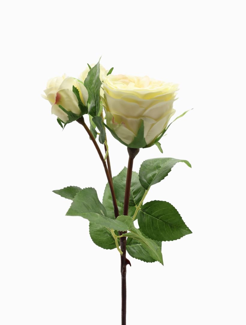 Rose Stem 58cm Ivory - Zjoosh