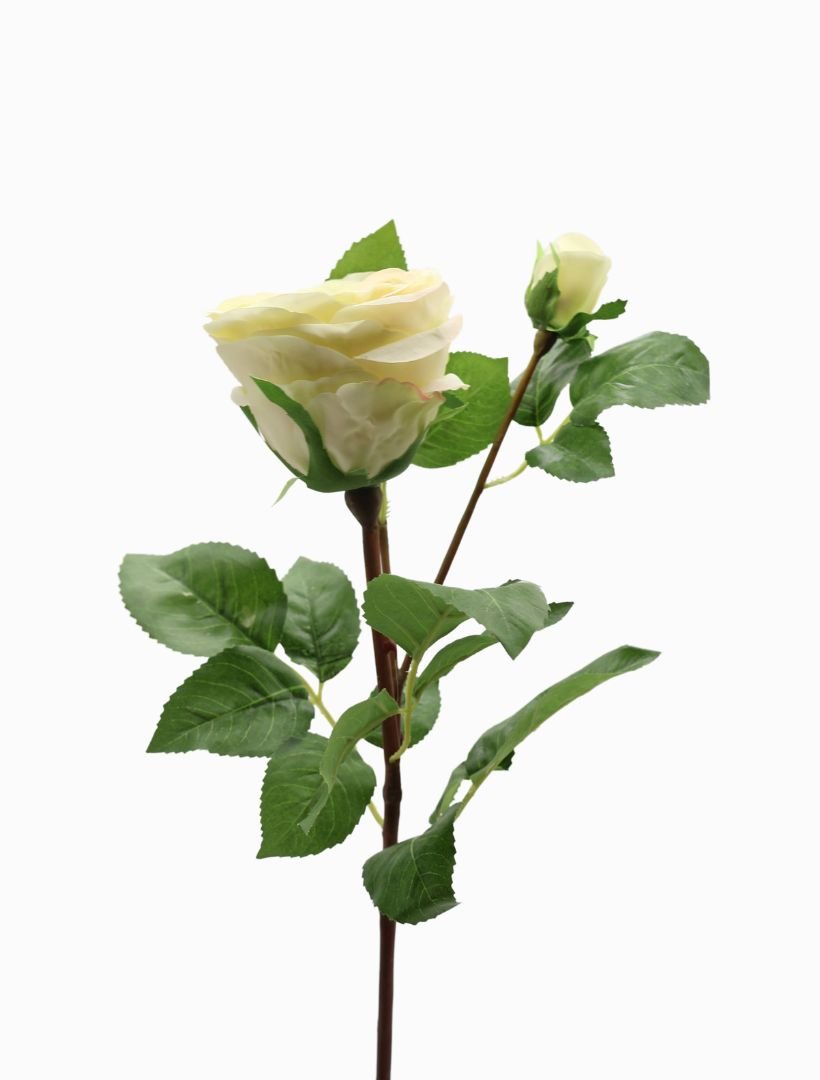 Rose Stem 58cm Ivory - Zjoosh