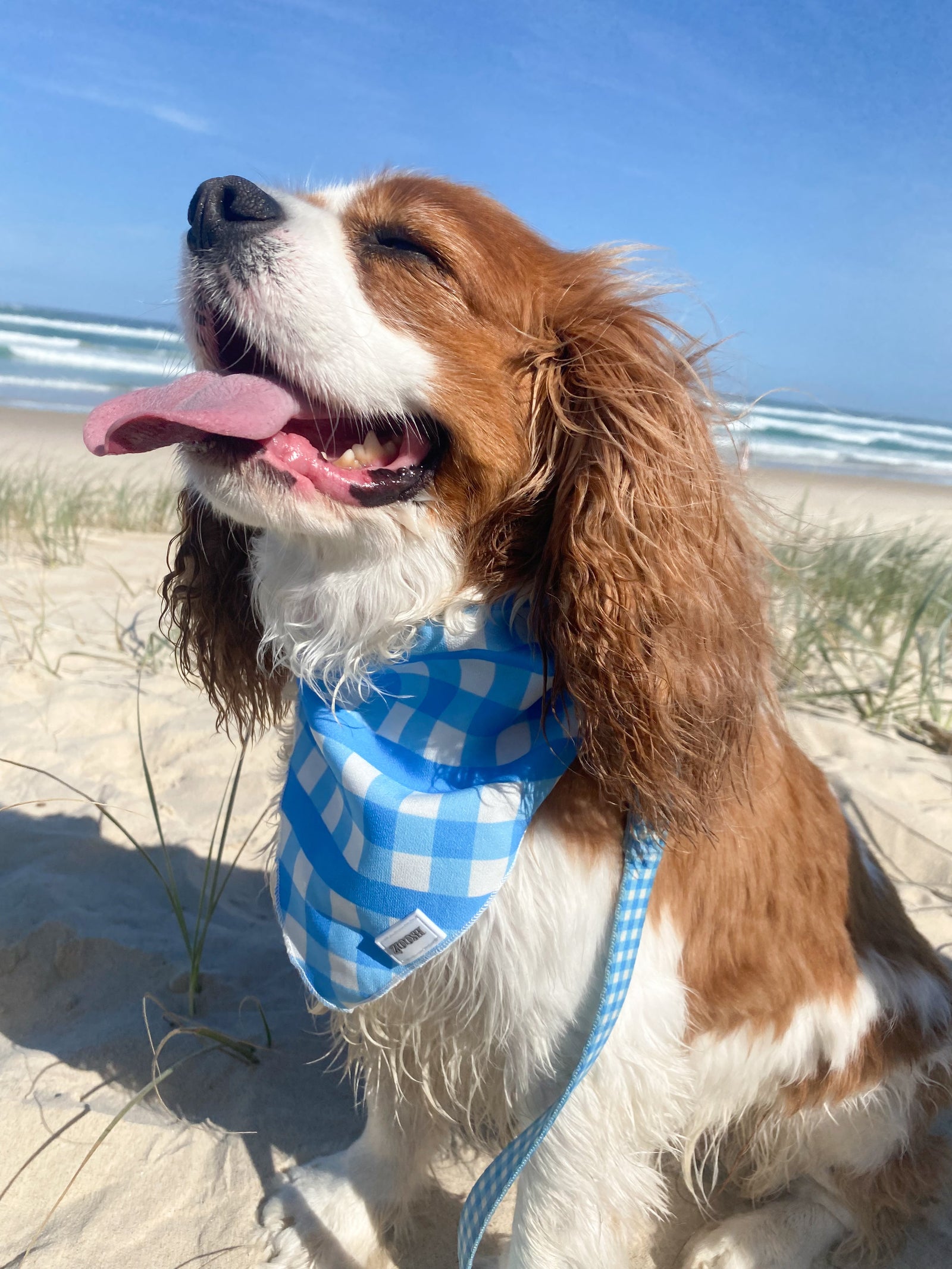 Harvey Gingham Bandana Blue - FINAL SALE - Zjoosh
