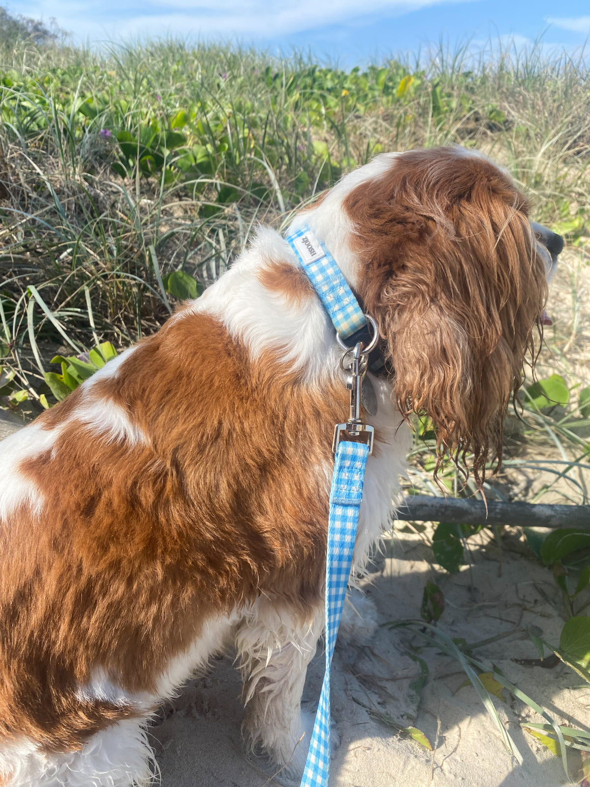 Harvey Gingham Collar and Lead Blue Small - Zjoosh