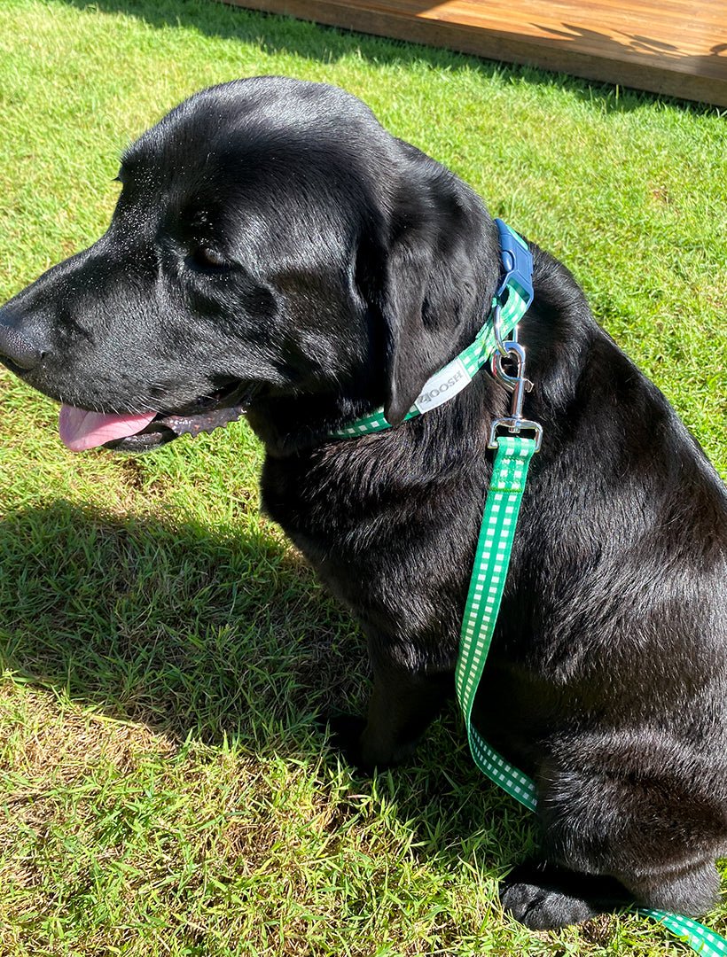 Harvey Gingham Collar and Lead Green Large - Zjoosh