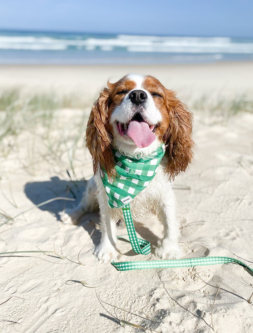 Harvey Gingham Collar and Lead Green Small - Zjoosh