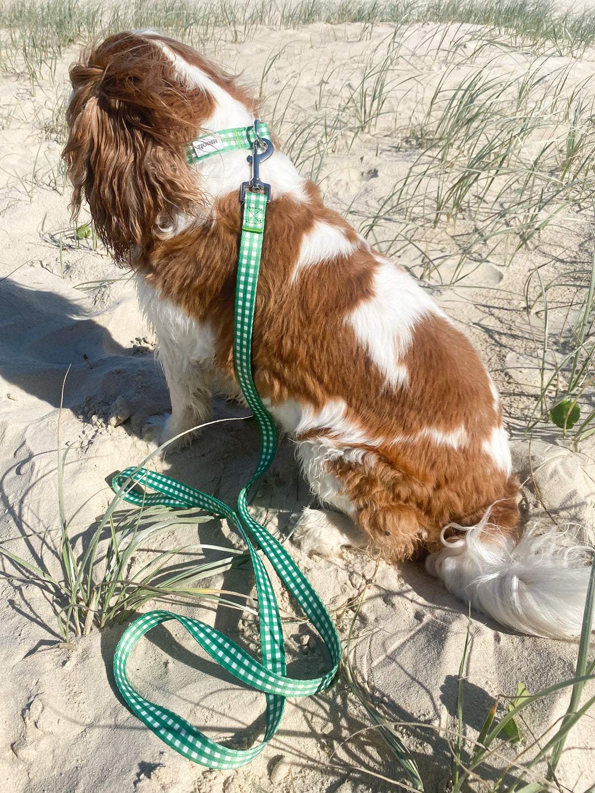 Harvey Gingham Collar and Lead Green Small - Zjoosh