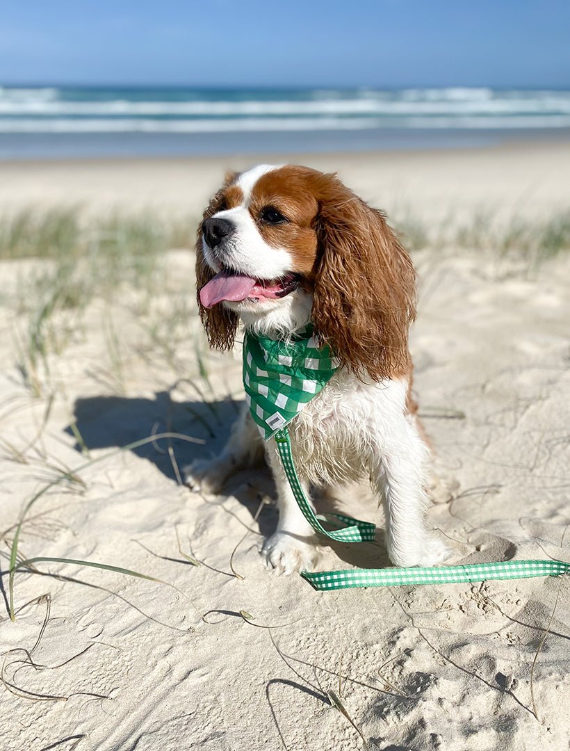 Harvey Gingham Collar and Lead Green Small - Zjoosh
