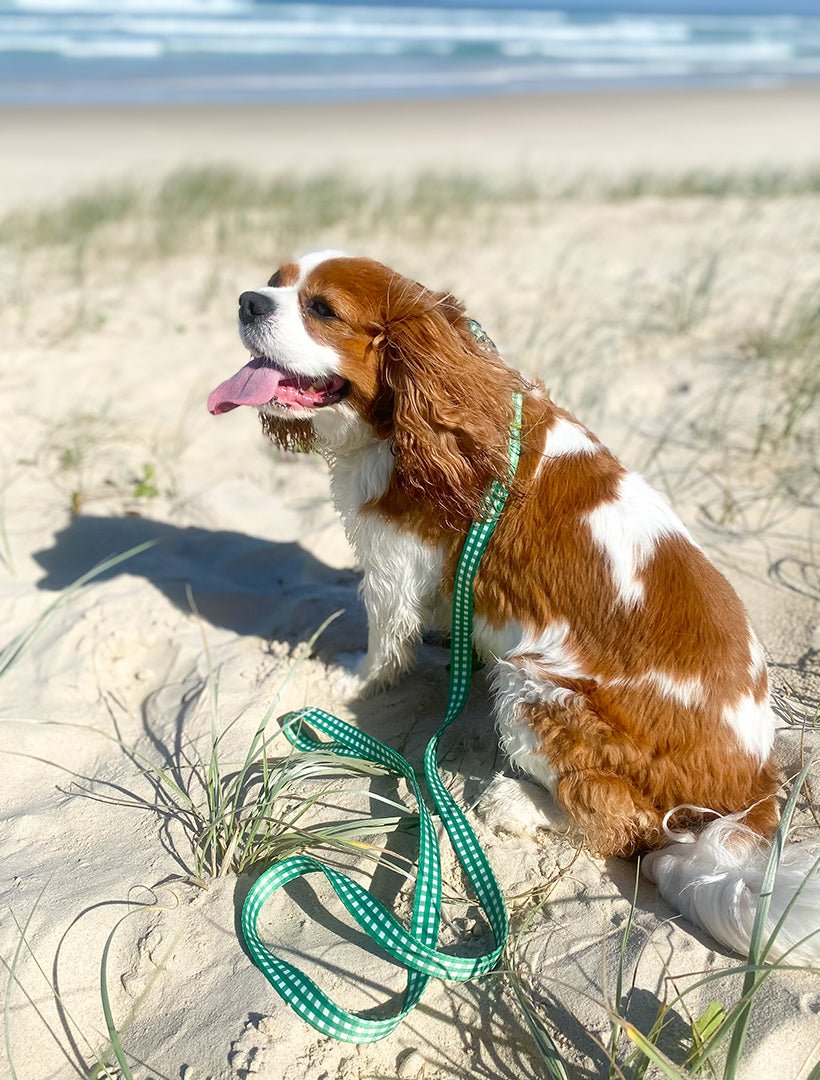 Harvey Gingham Collar and Lead Green Small - Zjoosh