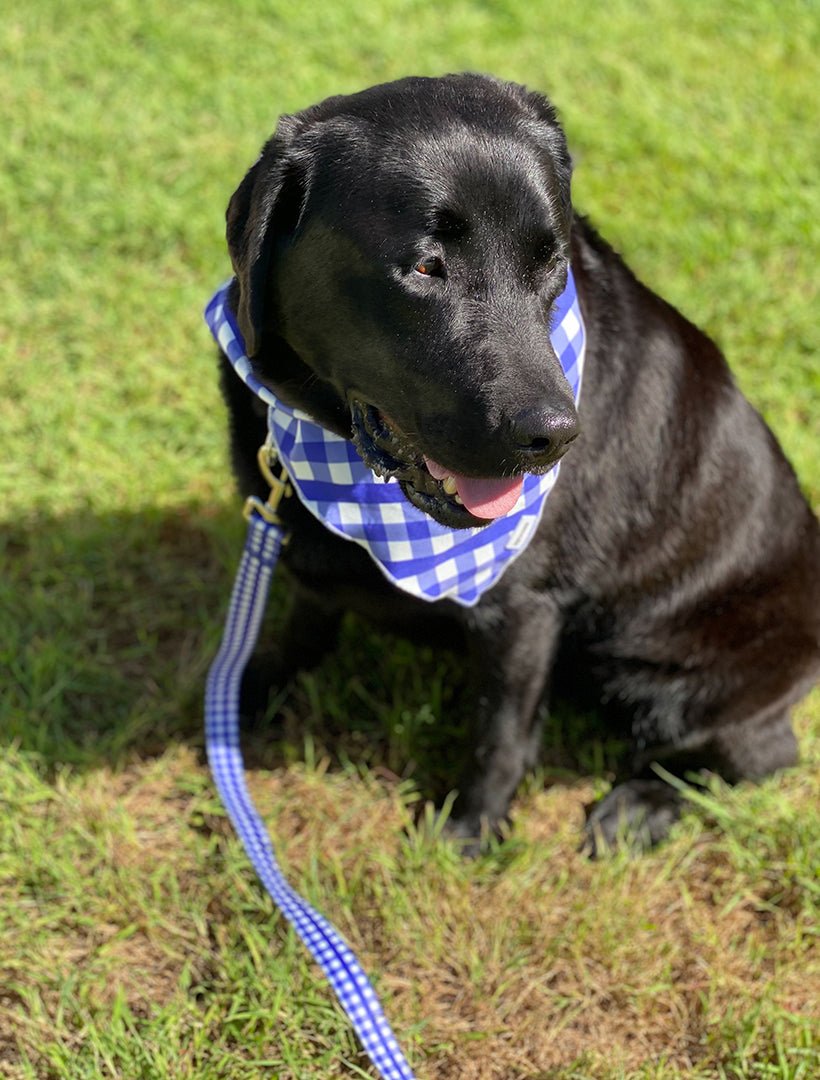Harvey Gingham Collar and Lead Navy Large - Zjoosh