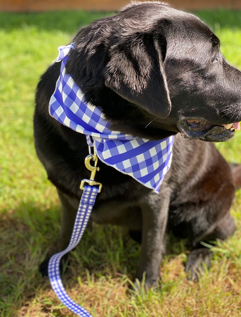 Harvey Gingham Collar and Lead Navy Large - Zjoosh