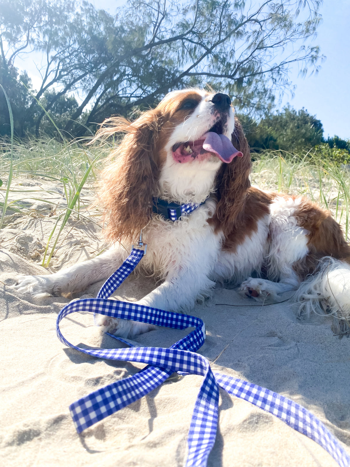 Harvey Gingham Collar and Lead Navy Small - Zjoosh