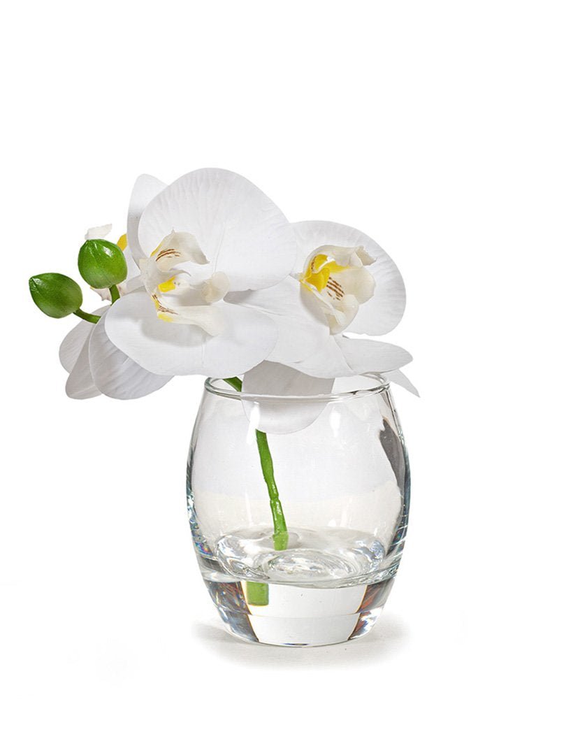 Orchid Phalaenopsis In Vase 15cm White - Zjoosh