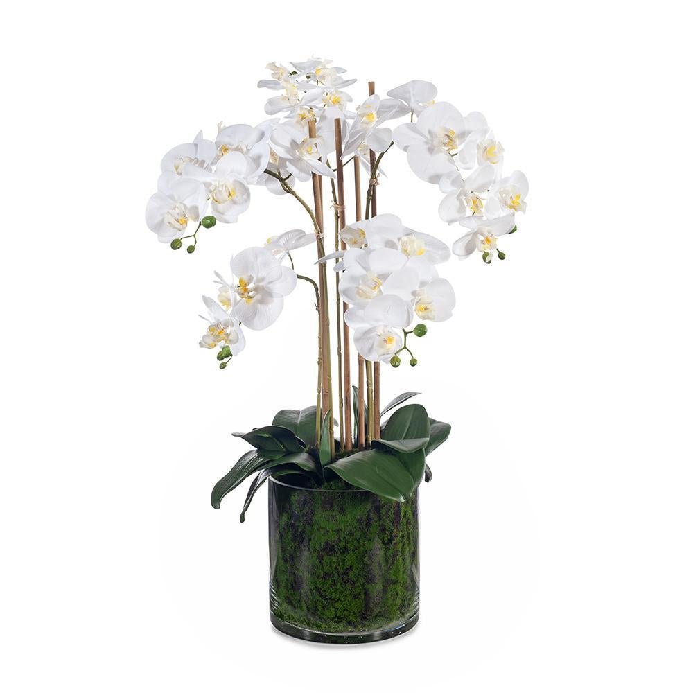 Orchid Phalaenopsis In Vase 70Cmh White - Zjoosh